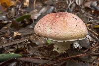 Agaricus porphyrizon image