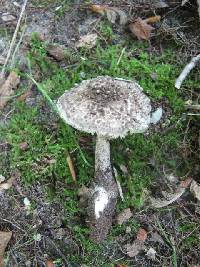 Agaricus onustus image