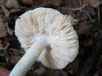 Agaricus onustus image