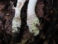 Agaricus onustus image