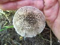 Agaricus onustus image