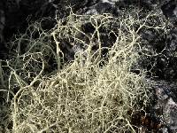 Alectoria ochroleuca image