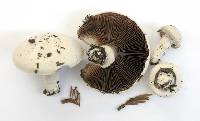 Agaricus campester image