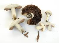 Agaricus campester image