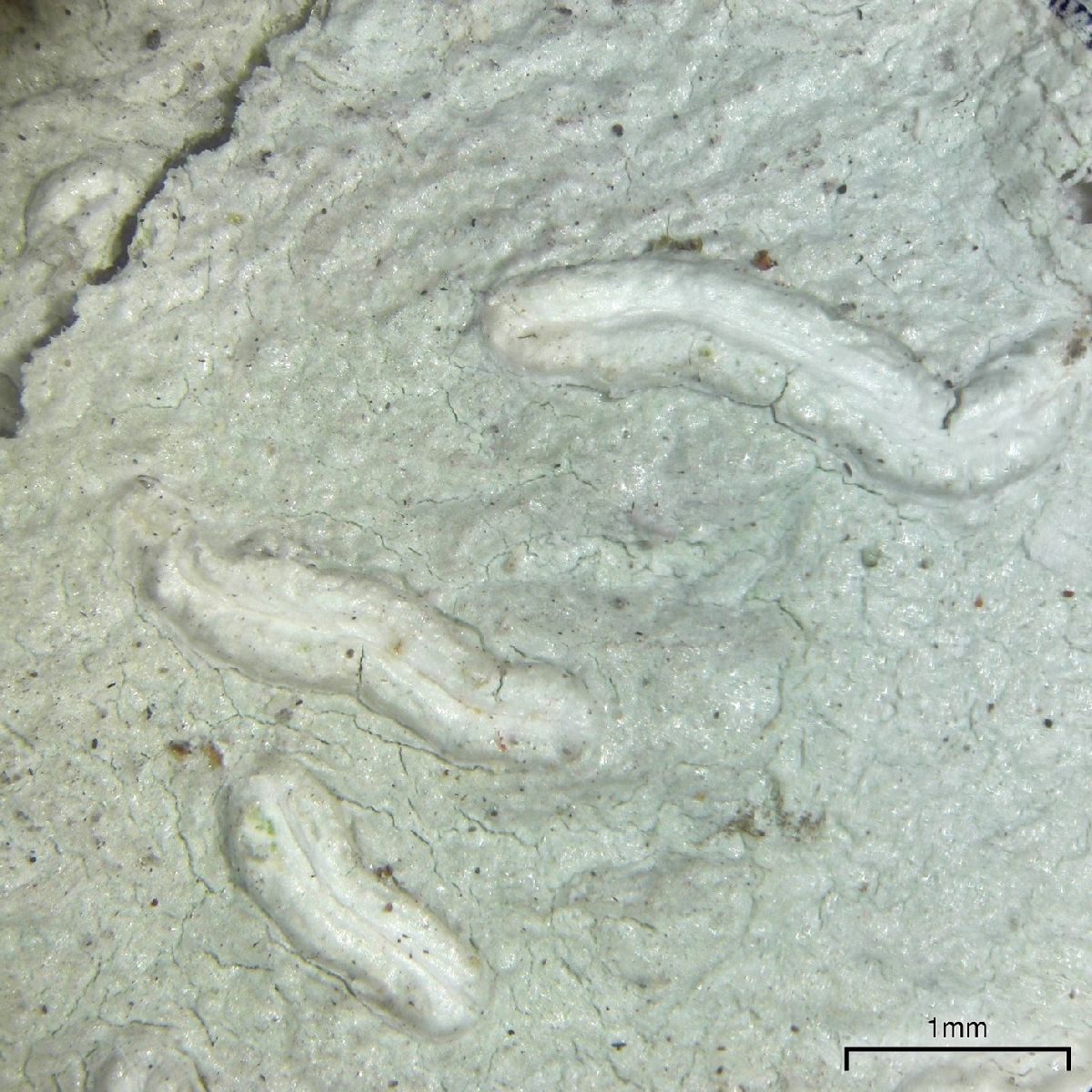 Acanthothecis abaphoides image