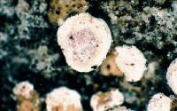 Acarospora glaucocarpa image