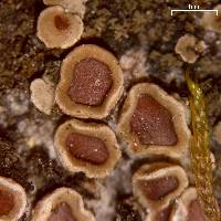 Acarospora glaucocarpa image