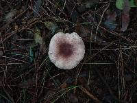 Agaricus porphyrizon image