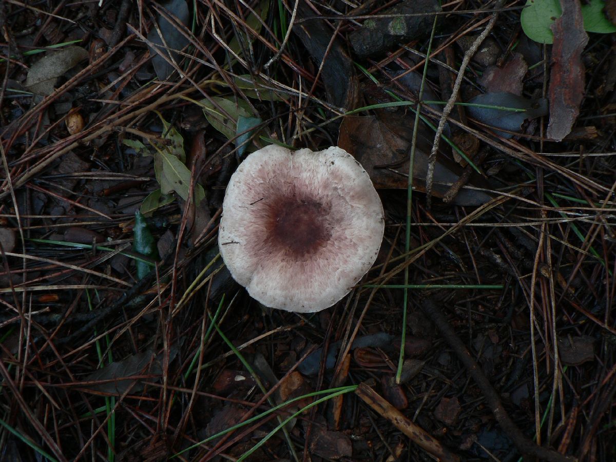 Agaricus porphyrizon image