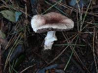 Agaricus porphyrizon image