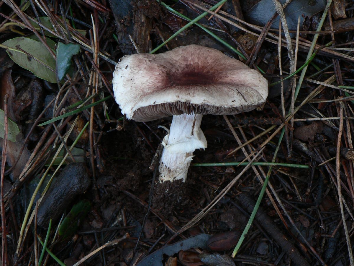 Agaricus porphyrizon image