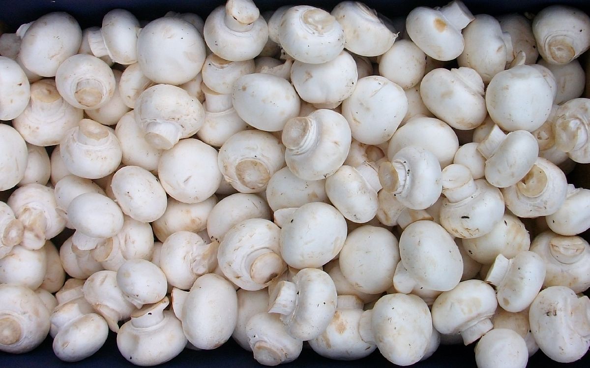 Agaricus acelinus image