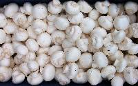 Agaricus cinereoalbus image