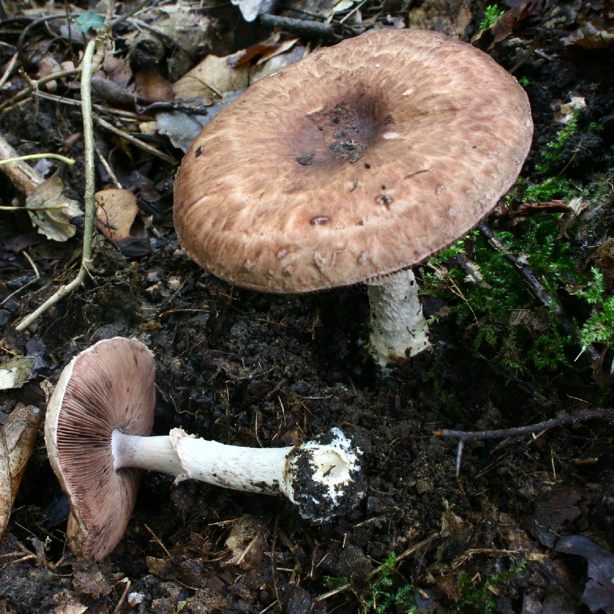 Agaricus lanipes image