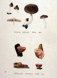 Agaricus lucifugus image