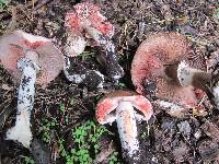 Image of Agaricus pattersoniae