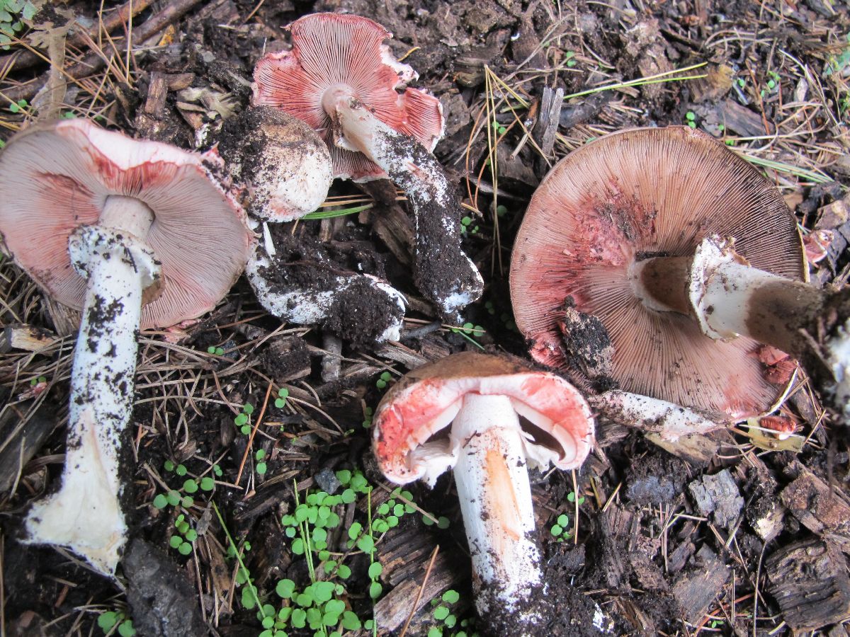 Agaricus pattersoniae image