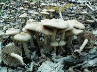 Agrocybe putaminum image