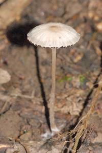 Image of Agrocybe splendida