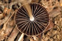 Agrocybe splendida image