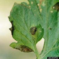 Alternaria solani image