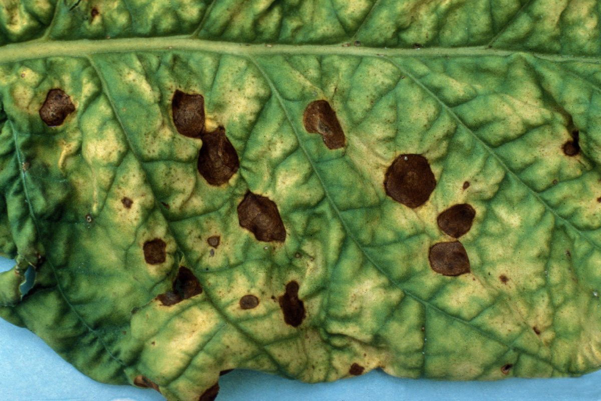 Alternaria ascalonici image