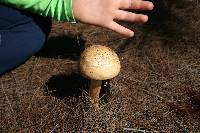 Amanita ochrophylla image