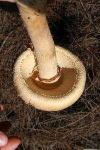 Amanita ochrophylla image