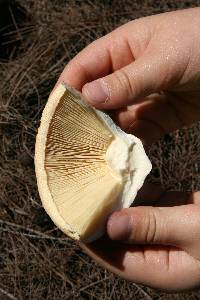 Amanita ochrophylla image