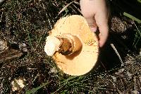 Amanita ochrophylla image