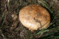 Amanita ochrophylla image