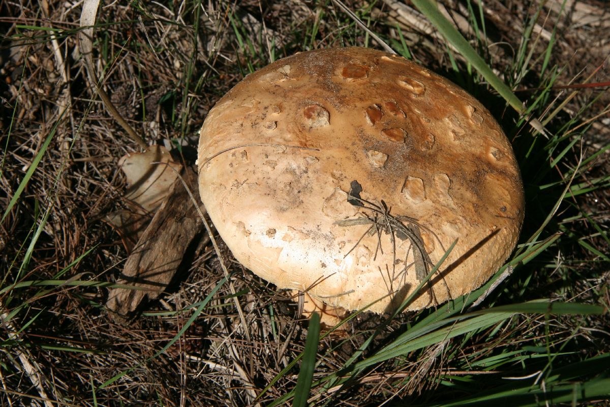 Amanita ochrophylla image