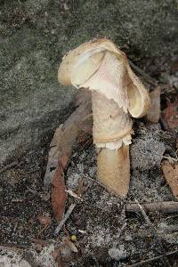 Amanita ochrophylla image