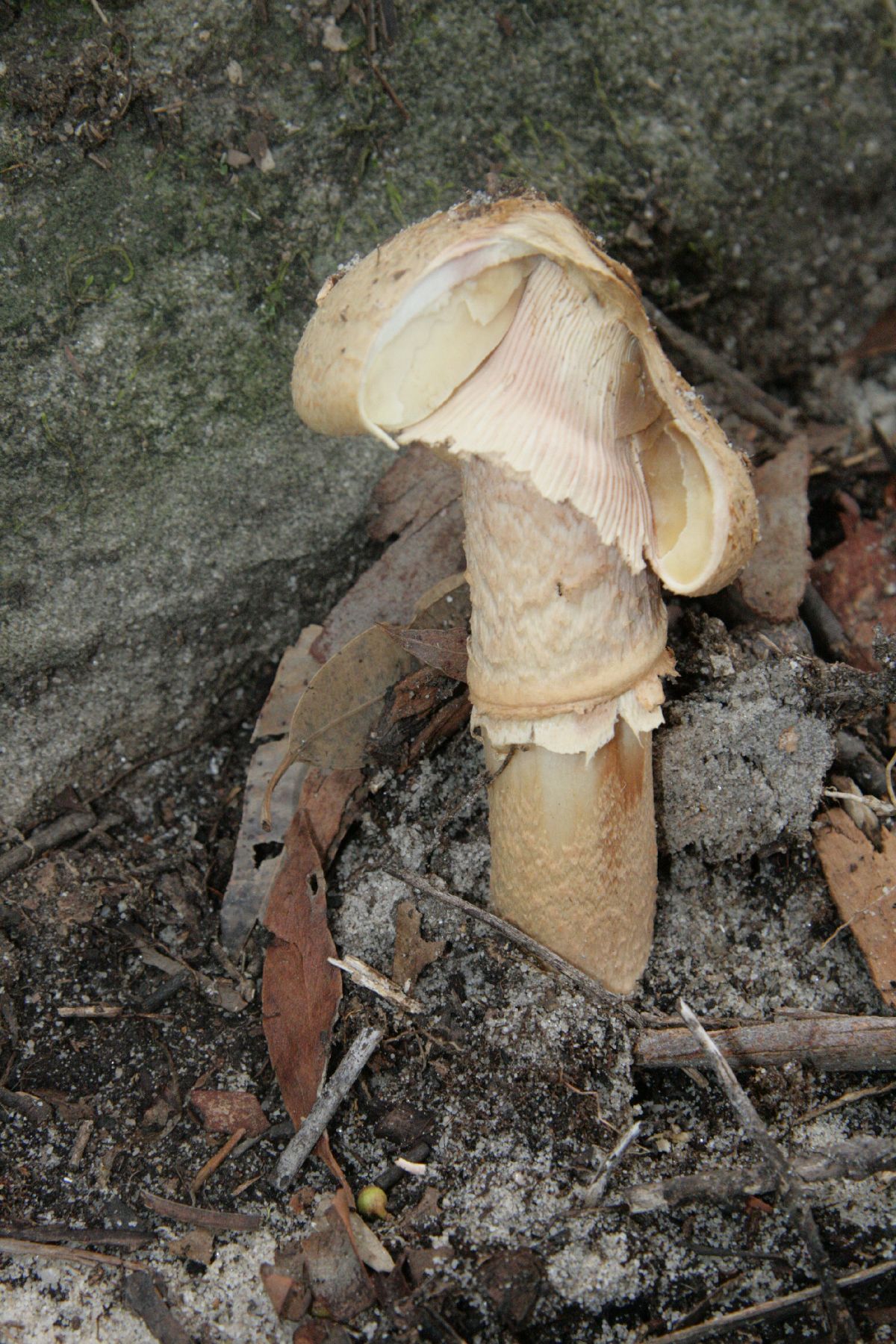 Amanita ochrophylla image