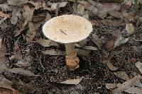 Amanita ochrophylla image