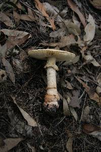 Amanita ochrophylla image