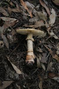 Amanita ochrophylla image