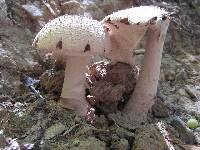 Image of Amanita microlepis