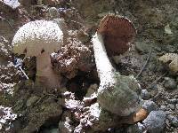 Amanita microlepis image