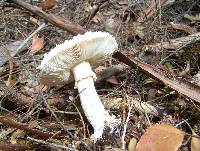 Amanita ananiceps image