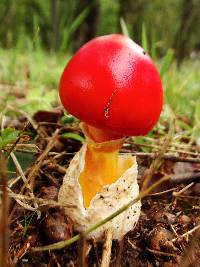 Amanita caesareoides image