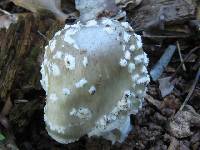 Image of Amanita canescens