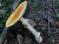 Amanita eliae image