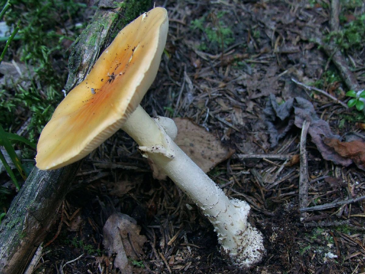 Amanita eliae image