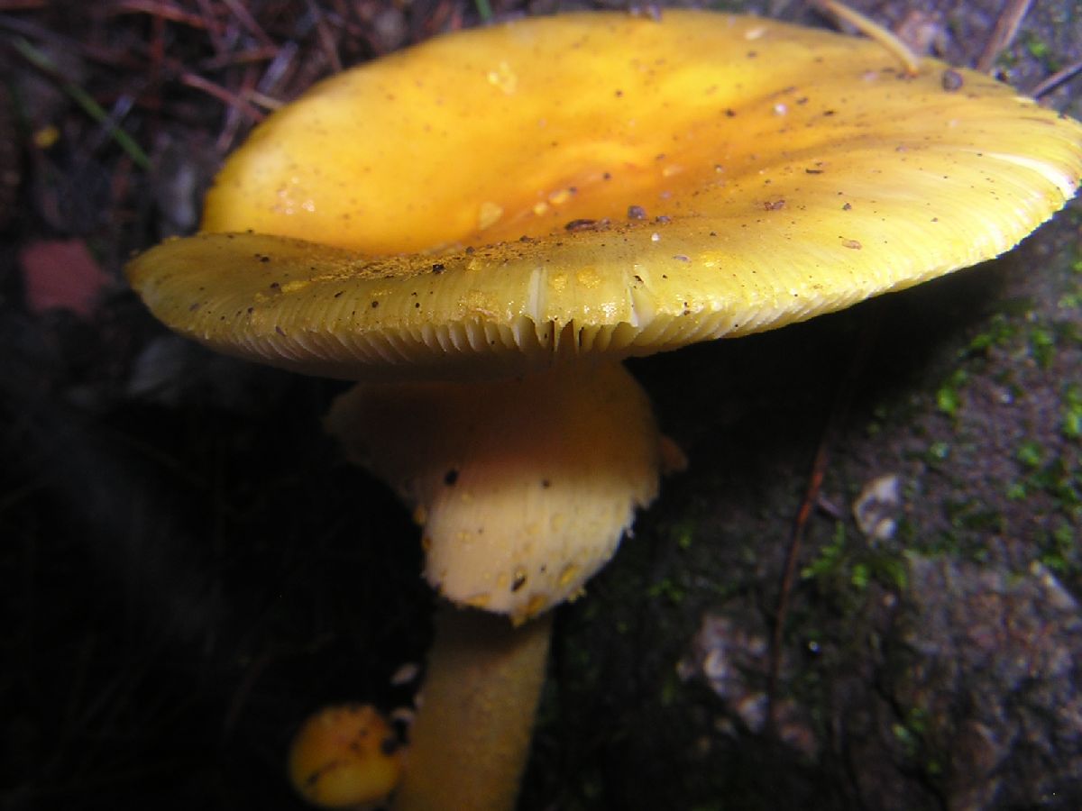 Amanita flavipes image