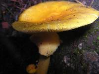 Amanita flavipes image