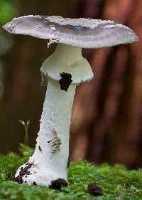 Amanita luteofusca image