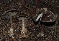 Amanita pekeoides image