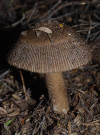 Amanita pekeoides image