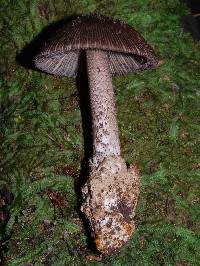 Amanita pekeoides image